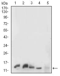 HIST2H3A Antibody (clone 6D3B9)