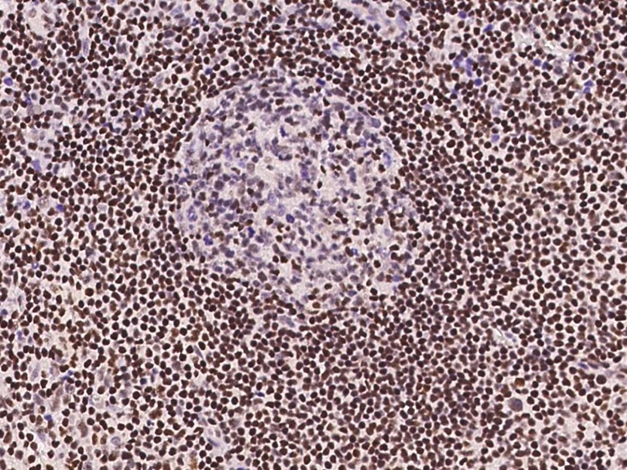 SP4 Antibody