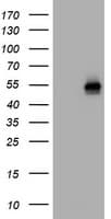 CD4 Antibody (clone OTI6B7)