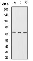 Polyclonal Rabbit anti-Human URI1 / NNX3 Antibody (C-Terminus, WB)