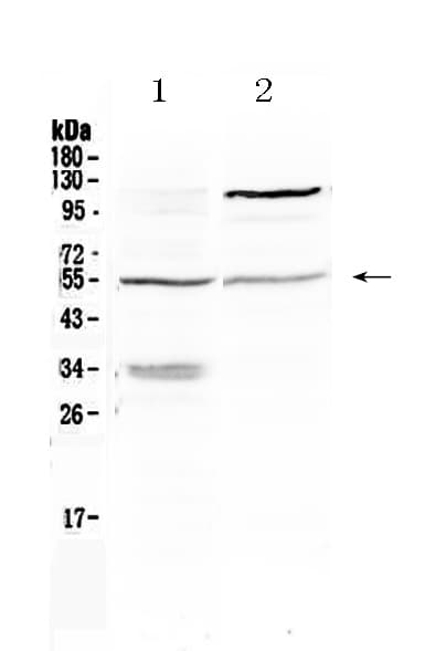 ETS1 / ETS-1 Antibody
