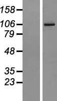 AGBL2 / CCP2 Protein (Over-Expression Lysate Myc-DDK (Flag))