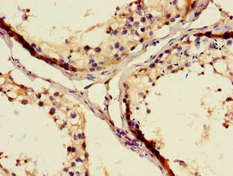 WFDC8 Antibody
