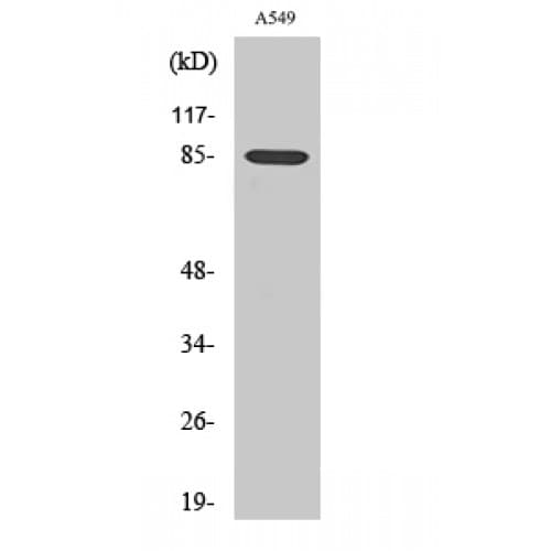ADAM10 Antibody (170-250 aa, Internal)