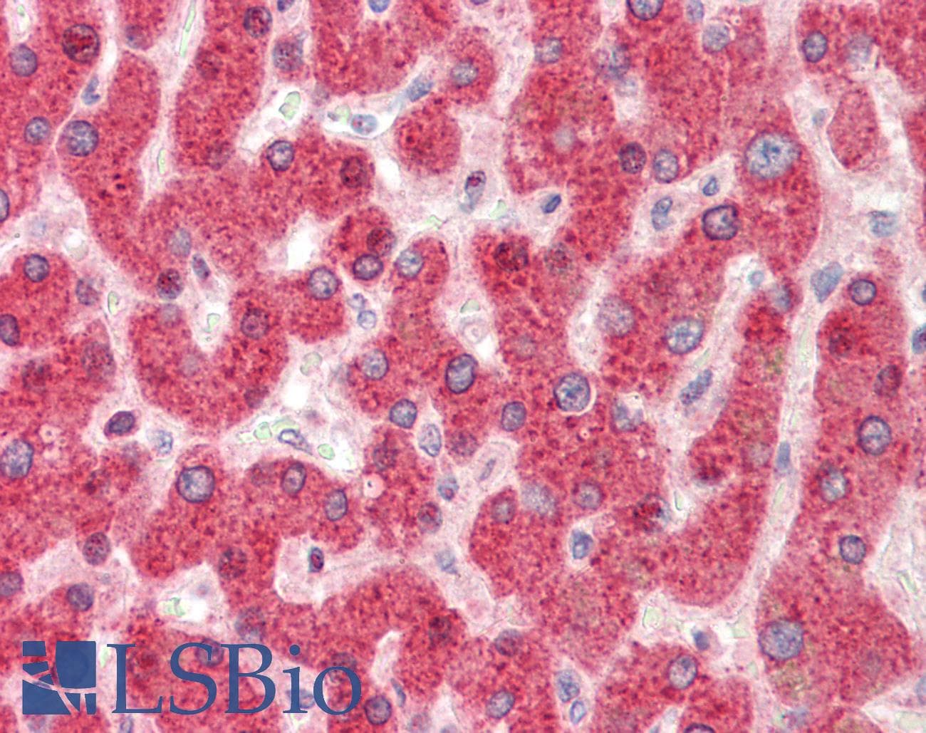 SLC37A4 / G6PT Antibody (aa38-87)