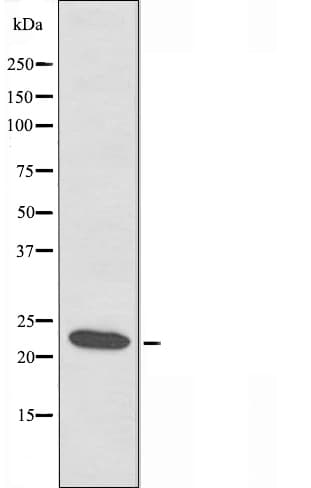 BCAS4 Antibody