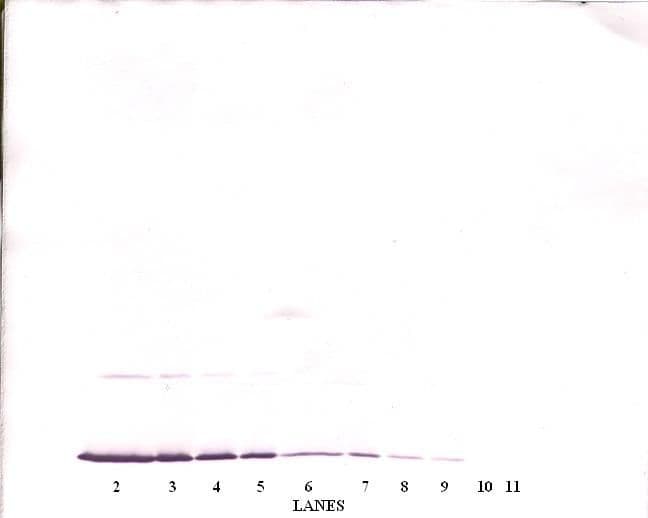 IFN Gamma / Interferon Gamma Antibody (Biotin)