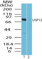 IHC-plus™ Polyclonal Rabbit anti-Human USP13 Antibody (aa500-550, IHC, WB)