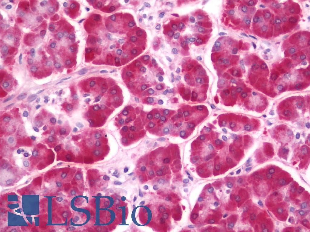 IHC-plus™ CLEC12B Antibody (aa249-276)