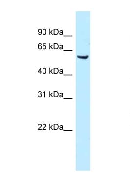 Polyclonal Rabbit anti-Mouse MEIS1 Antibody (aa24-73, WB)