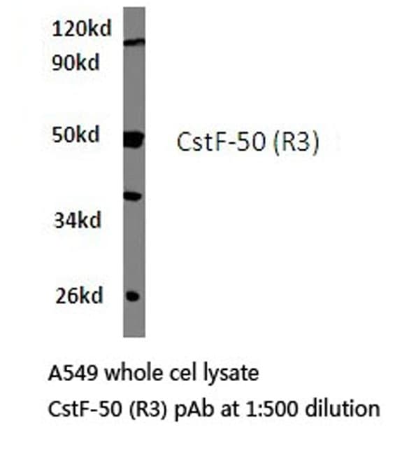 Polyclonal Rabbit anti-Human CSTF1 Antibody (Arg3, IHC, WB)