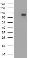 MAPK12 / ERK6 / SAPK3 Antibody (clone OTI4C1)