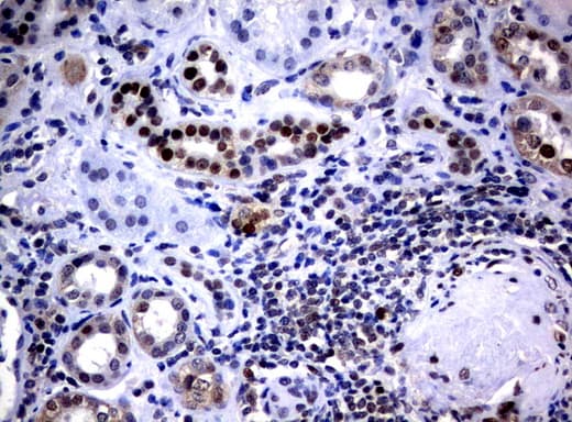 JUN / c-Jun Antibody (clone UMAB67)