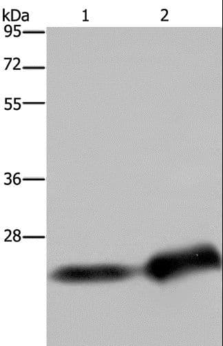 CSH1 / Placental Lactogen Antibody