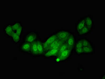 Polyclonal Rabbit anti-Human NOS1AP / CAPON Antibody (IHC, IF)