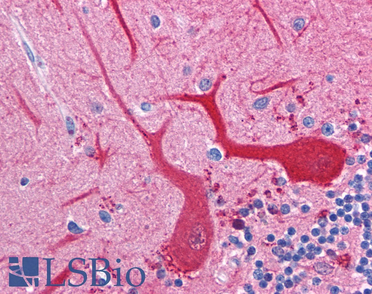 IHC-plus™ Monoclonal Mouse anti-Rabbit ATP1B1 Antibody (clone 464.8 (8A Beta), IHC, WB)