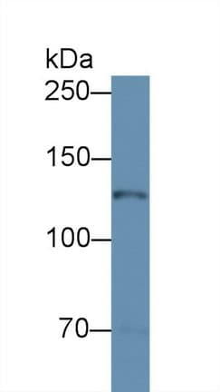 NOS2 / iNOS Antibody (aa526-659, APC)