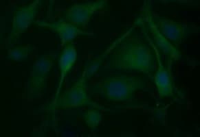 BID Antibody (clone OTI3A10)