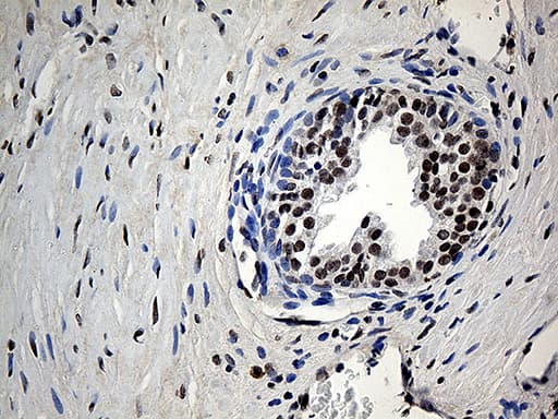 Monoclonal Mouse anti-Human UBA3 / UBE1C Antibody (clone OTI7H6, aa1-463, IHC, WB)