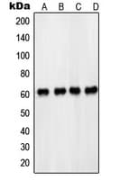 Polyclonal Rabbit anti-Human PDPK1 / PDK1 Antibody (phospho-Ser241, IHC, WB)