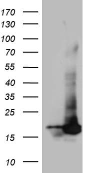 POLR2H / RPB8 Antibody (aa2-150, clone OTI5A1)