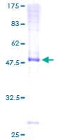 Human DNAJC3 / p58IPK Protein (Recombinant GST)