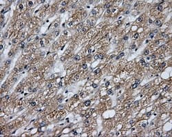 LIPG / Endothelial Lipase Antibody (clone OTI4A8)