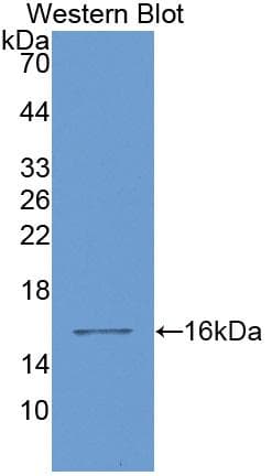 LGALS1 / Galectin 1 Antibody (aa1-135, APC)