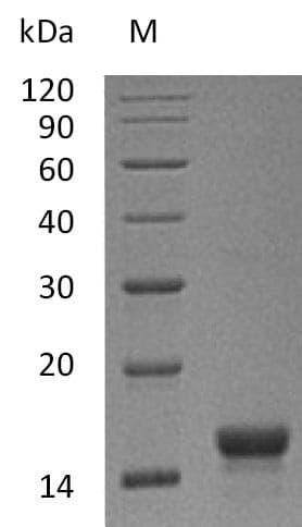 Mouse KITLG / SCF Protein (Recombinant)