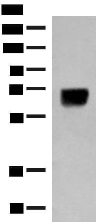 C14orf159 Antibody