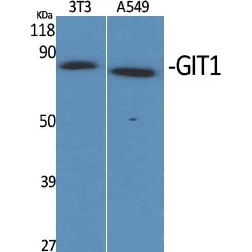 GIT1 Antibody (530-610 aa, C-terminal)