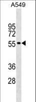 GLDN / Gliomedin Antibody (aa271-299)