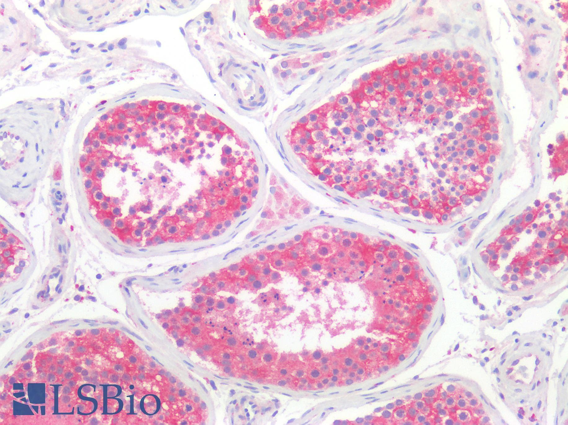 IHC-plus™ CST3 / Cystatin C Antibody (clone 2C8)