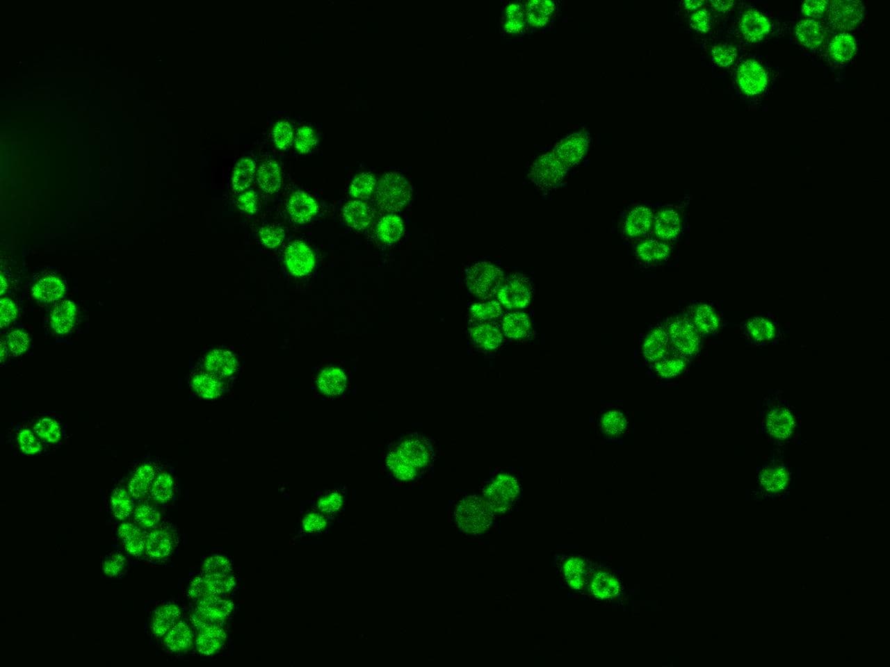 CHUK / IKKA / IKK Alpha Antibody (Preservative Free)