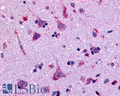 IHC-plus™ GPR45 Antibody (N-Terminus)
