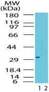 Polyclonal Rabbit anti-Human RAX / RX Antibody (aa300-350, WB)