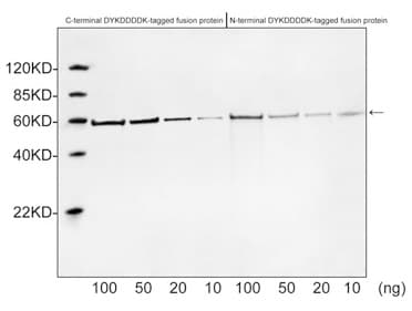 DYKDDDDK Tag Antibody