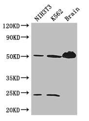 TUBA4A / TUBA1 Antibody