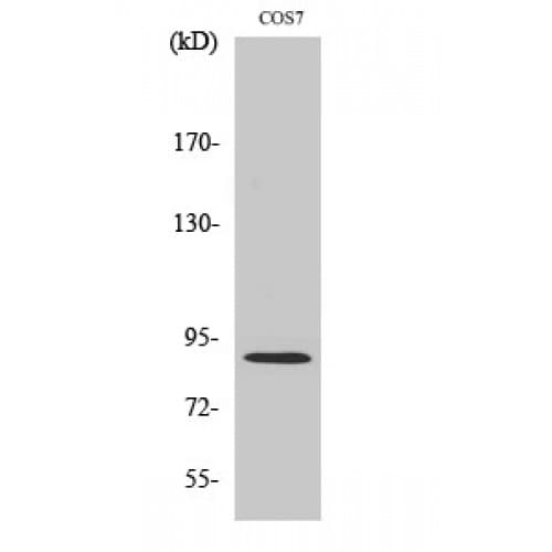 MARK2 Antibody (10-90 aa, N-terminal)