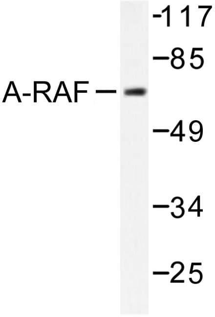 ARAF / ARAF1 / A-RAF Antibody (Asp297)