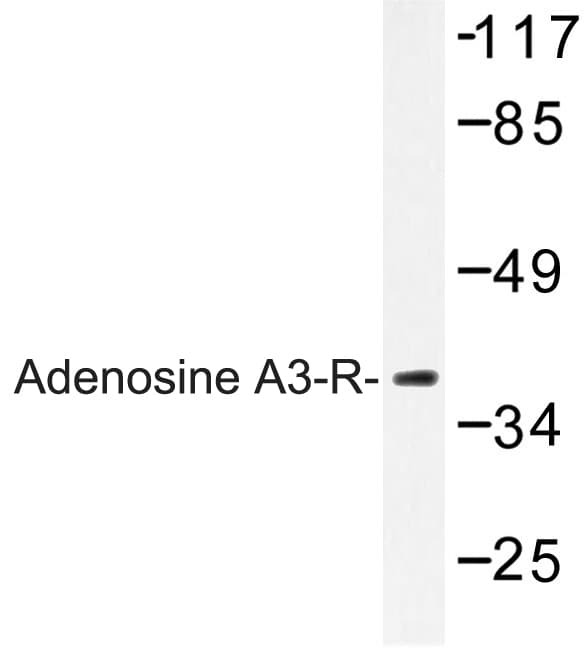 ADORA3 / Adenosine A3 Receptor Antibody (Glu318)