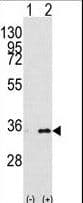 IHC-plus™ Polyclonal Rabbit anti-Human Prohibitin 2 / PHB2 Antibody (Tyr128, IHC, WB)