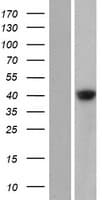 Human GDPGP1 / C15orf58 Protein (Over-Expression Lysate Myc-DDK (Flag))