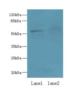 Polyclonal Rabbit anti-Human IFRD2 Antibody (IHC, WB)
