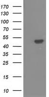 PACSIN3 Antibody (clone OTI2E4)