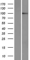 PCDHA9 Protein (Over-Expression Lysate Myc-DDK (Flag))