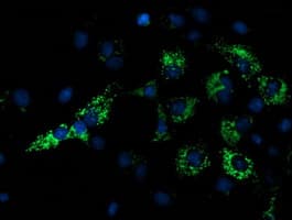 NDUFA7 Antibody (clone OTI5G6)