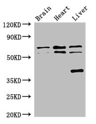 TRAF3IP3 Antibody