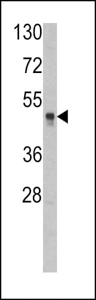 HAT1 Antibody (aa27-58)