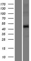 Human TMPRSS11E Protein (Over-Expression Lysate Myc-DDK (Flag))